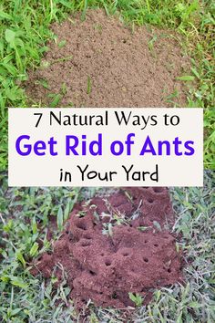 Natural Ways to Get Rid of Ants in Your Yard Ant Killer Natural, Natural Ant Repellant, Natural Bug Killer