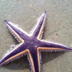 a purple and white starfish laying on the sand