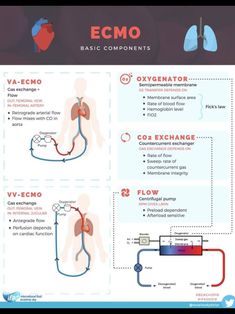 the anatomy of the human body is shown in this diagram, which shows how it works