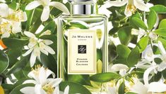 The 9 Best Jo Malone Scents Of All Time | Le Chic Street Jo Malone Orange Blossom, Jo Malone Perfume, Blossom Perfume, Unisex Perfume, Garden Oasis, Perfume Brands