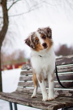 a dog sitting on top of a wooden bench in the snow with a leash attached to it's neck