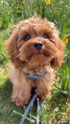 a small brown dog sitting on top of a grass covered field