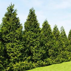 a row of trees in the middle of a field