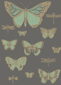 butterflies and dragonflies on a gray background