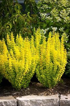 some very pretty yellow flowers by some bushes