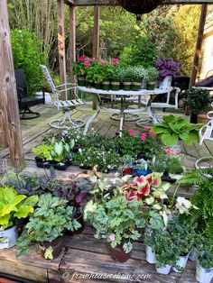 several potted plants on a wooden deck in the garden area with chairs and tables