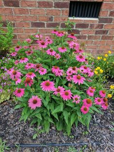 pink flowers in front of a brick wall and mulchy grass on the ground