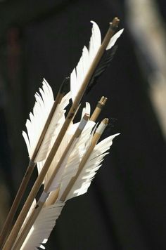 some white feathers are sitting on top of sticks