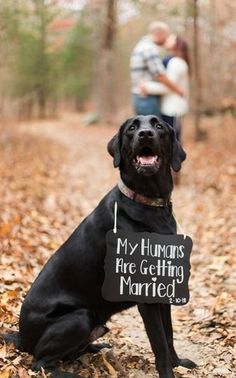 a black dog with a sign that says my humans are getting married