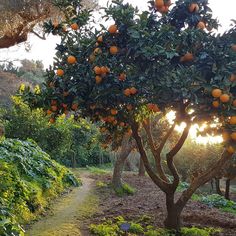 an orange tree with lots of fruit growing on it's branches in the sun