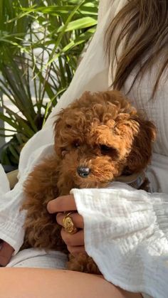 a woman is holding a small brown poodle in her lap and wearing a white shirt