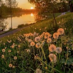 the sun is setting over a lake with dandelions