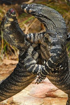 an animal that is standing up in the dirt