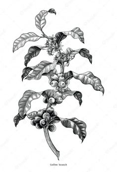 Coffee Branch Illustration, Coffee Branch Tattoo, Coffee Plant Drawing, Blueberry Branch, Coffee Art Drawing, Arte Jazz, Coffee Tattoo, Drawing Vintage