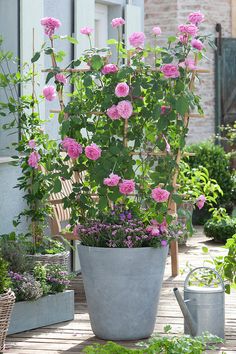 some pink flowers are growing in a pot