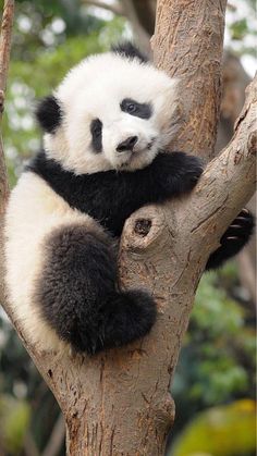 a panda bear sitting on top of a tree branch