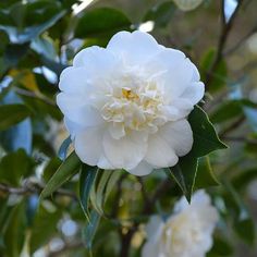 Camellia sasanqua 'Autumn Rocket' ~ Autumn Rocket Camellia-ServeScape Camellia Sasanqua, Camellia Plant, Fast Growing Evergreens, Australian Plants, Foundation Planting, Garden Shrubs, Formal Gardens, Evergreen Shrubs, Garden Care