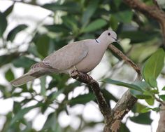 a bird perched on top of a tree branch