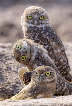 three owls sitting on the ground with their eyes wide open and looking at the camera