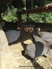 three turkeys are walking around in the hay