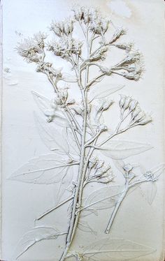 an image of a plant that is on display