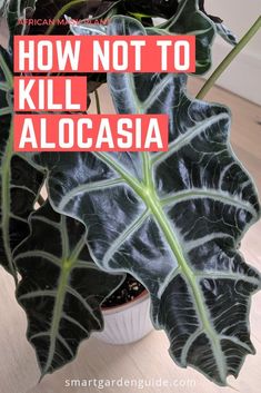 a houseplant with the words how not to kill alocasia on it