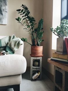 a living room filled with furniture and a potted plant