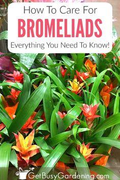 flowers with the words how to care for bromelias everything you need to know