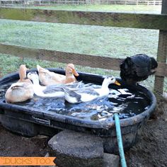 ducks are swimming in an outdoor pool with water and grass behind it, while a black bird is standing on the fence