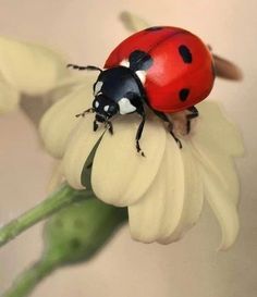 a lady bug sitting on top of a flower