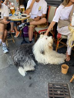 a dog laying on the ground in front of people sitting at tables and drinking beer