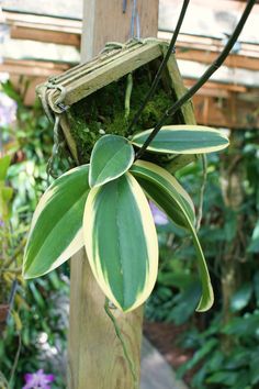 a plant hanging from a wooden post in a garden