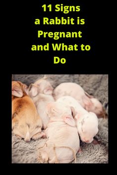 two puppies are sleeping next to each other with the caption 11 signs a rabbit is pregnant and what to do