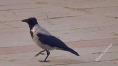 a black and white bird is walking on the pavement