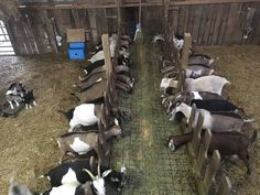 several goats are eating hay in their pen