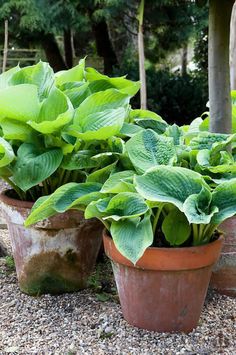 three potted plants with green leaves on the ground