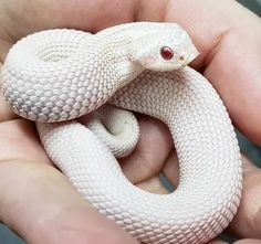 a small white snake sitting in the palm of someone's hand