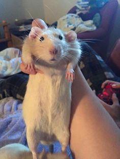 a white rat sitting on top of someone's leg and holding it up to the camera