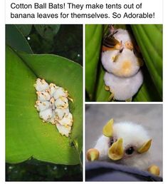 a bunch of pictures with some sort of animal on it's back and the caption that reads, cotton ball bats they make tents out of banana leaves for themselves so adorable