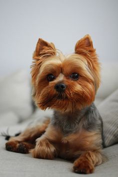 a small brown dog laying on top of a bed