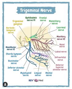 Trigeminal Nerve Anatomy, Anatomy Diagrams, Anatomy Education, Dental Hygiene Student, Anatomy Medical, Anatomy Lessons