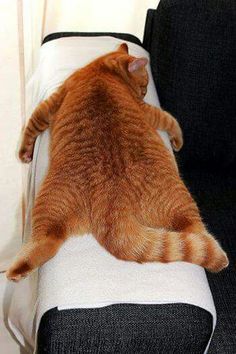 an orange and white cat laying on top of a couch