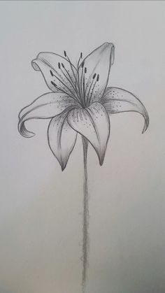 a pencil drawing of a flower on paper