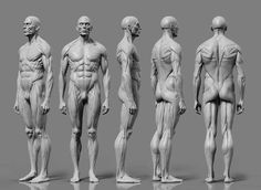 several different views of the human body in three different poses, each with muscles highlighted