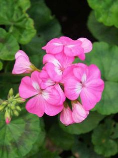 Pink Geranium: Pinto Pink Zonale Geranium Attract Pollinators, Perfect Foundation