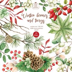 the winter berries and cones watercolor clipart