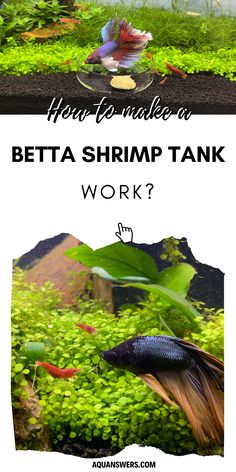 an aquarium with plants and fish in it, which says how to make a betta shrimp tank work?