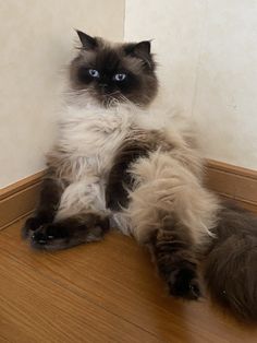 a fluffy cat sitting on the floor in front of a wall and looking at the camera