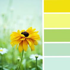 a yellow and green color scheme with daisies