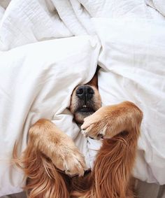 a dog is laying in bed with his head under the covers and looking at the camera